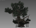 Ancient Tree  V18