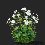 Anemona hybrida flower