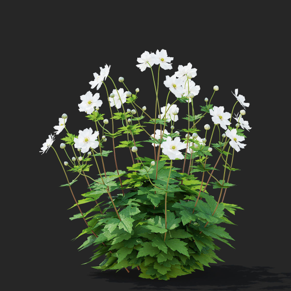 Anemona hybrida flower