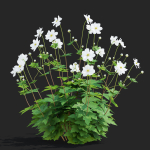 Anemona hybrida flower