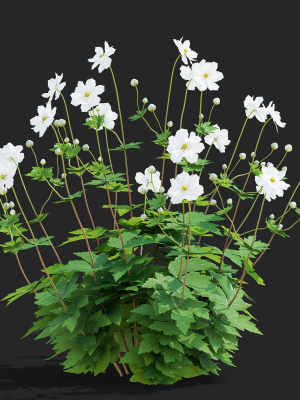 anemona-hybrida-flower-3d-model-576ecbd0fa