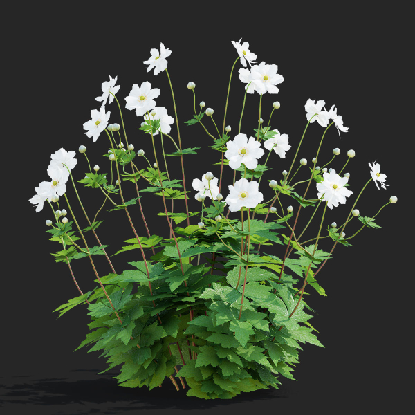 Anemona hybrida flower