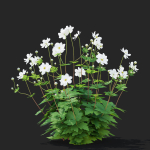 Anemona hybrida flower