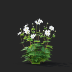 Anemona hybrida flower