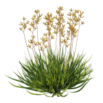 Anigozanthos Flavidus 02