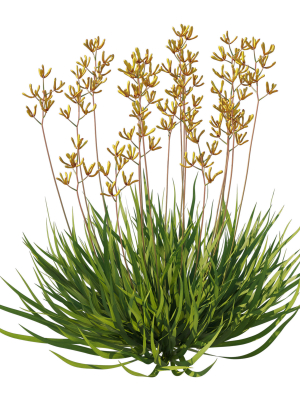 anigozanthos-flavidus-02-3d-model-49d45e6e5d