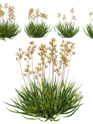 Anigozanthos Flavidus 02