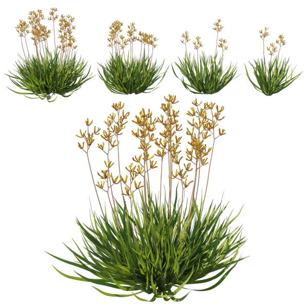 Anigozanthos Flavidus 02
