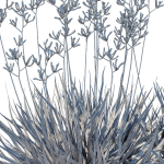 Anigozanthos Flavidus 02