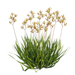 Anigozanthos Flavidus 02