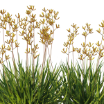 Anigozanthos Flavidus 02