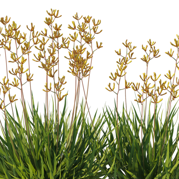 Anigozanthos Flavidus 02