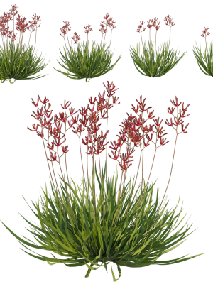 Anigozanthos Flavidus