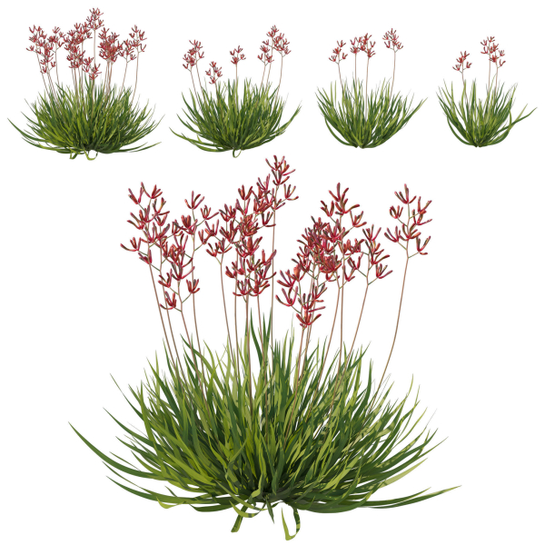 Anigozanthos Flavidus