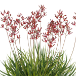 Anigozanthos Flavidus