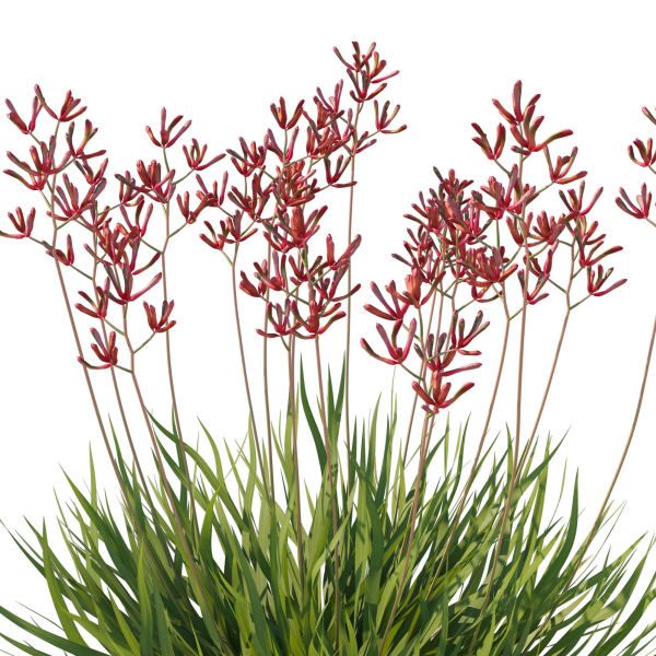 Anigozanthos Flavidus