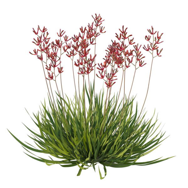 Anigozanthos Flavidus