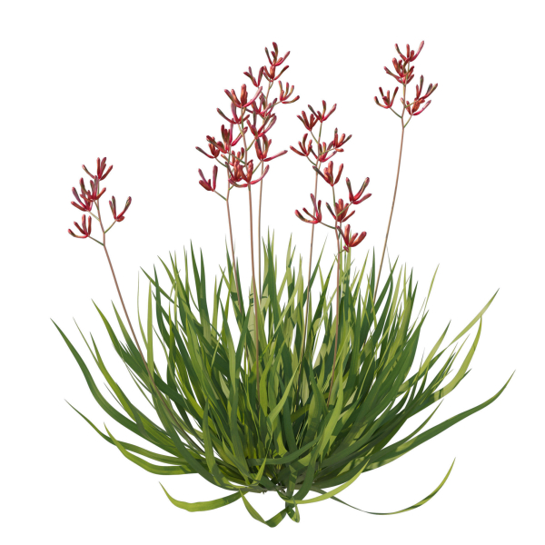 Anigozanthos Flavidus