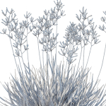 Anigozanthos Flavidus