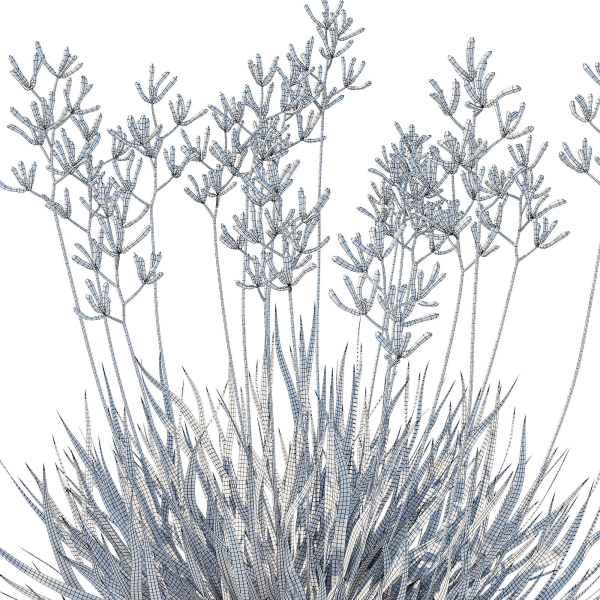 Anigozanthos Flavidus