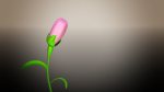 Animated Flower Blooming Flower