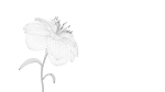 Animated Flower Blooming Flower