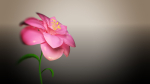 Animated Flower Blooming Flower