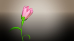 Animated Flower Blooming Flower