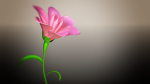 Animated Flower Blooming Flower