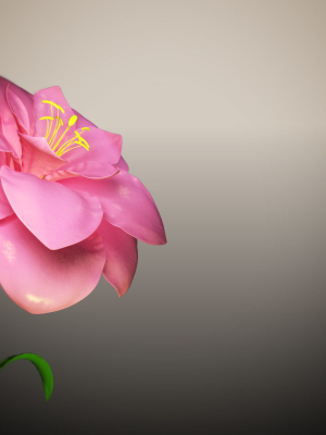 Animated Flower Blooming Flower