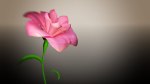 Animated Flower Blooming Flower