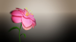 Animated Flower Blooming Flower