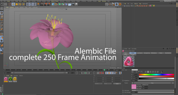 Animated Flower Blooming Flower