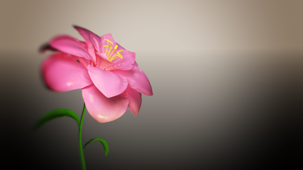 Animated Flower Blooming Flower