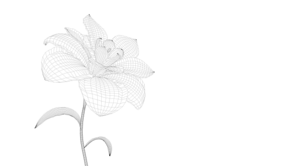 Animated Flower Blooming Flower