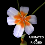 ANIMATED FLOWERS COLLECTION