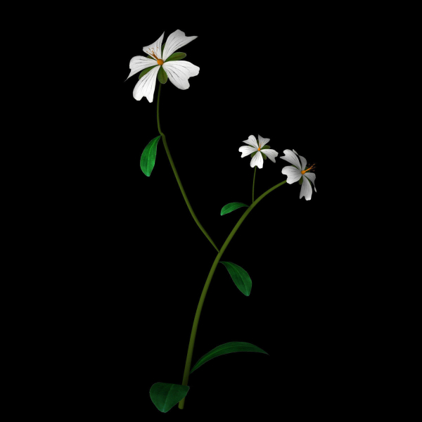 ANIMATED FLOWERS COLLECTION