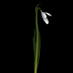 ANIMATED FLOWERS COLLECTION