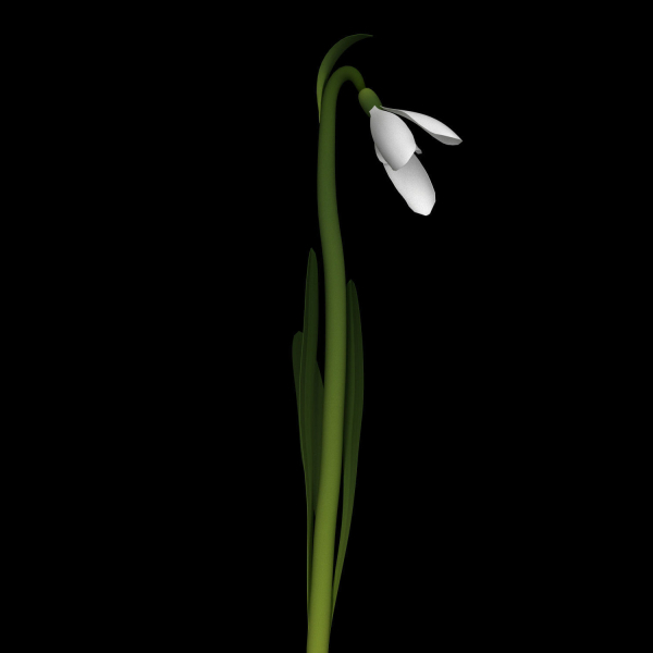 ANIMATED FLOWERS COLLECTION