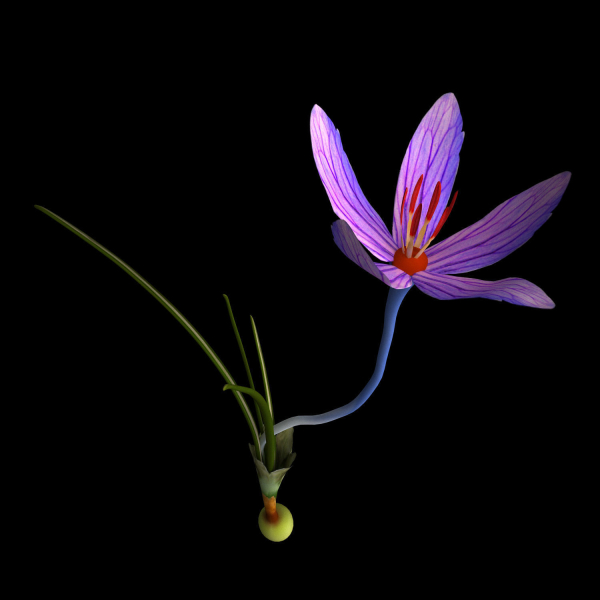 ANIMATED FLOWERS COLLECTION