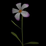 ANIMATED FLOWERS COLLECTION