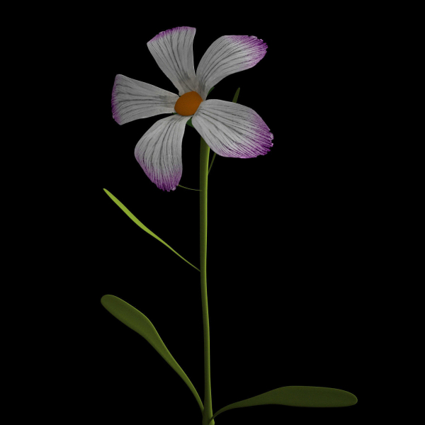 ANIMATED FLOWERS COLLECTION