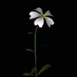 ANIMATED FLOWERS COLLECTION