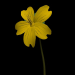ANIMATED FLOWERS COLLECTION