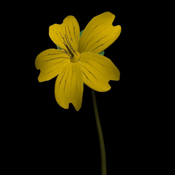 ANIMATED FLOWERS COLLECTION