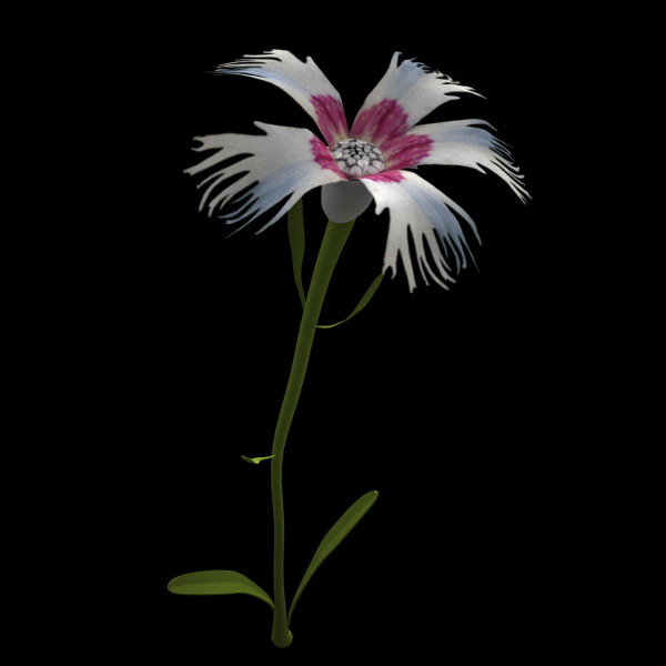 ANIMATED FLOWERS COLLECTION