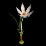 ANIMATED FLOWERS COLLECTION