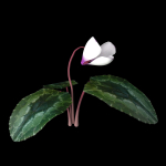 ANIMATED FLOWERS COLLECTION