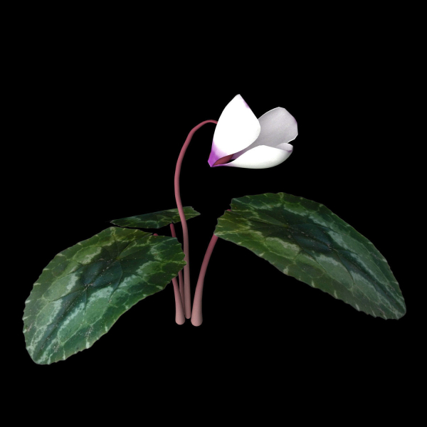 ANIMATED FLOWERS COLLECTION