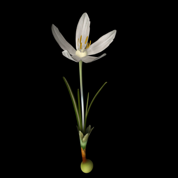 ANIMATED FLOWERS COLLECTION